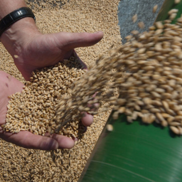 Увеличение запасов зерна в РФ составило почти 3%.